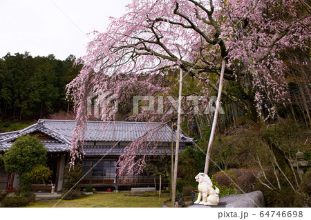 比叡大聖天　最乗院の桜2020 64746698