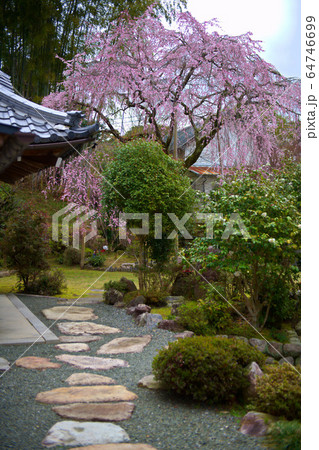 比叡大聖天　最乗院の桜2020 64746699