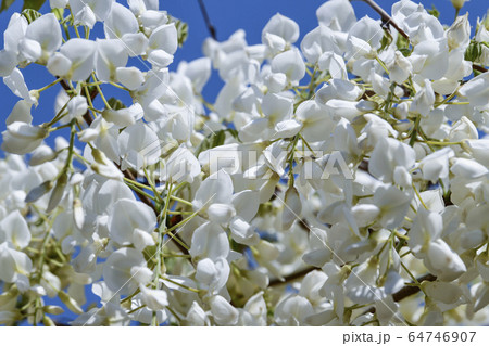 白い藤 白い藤 64746907