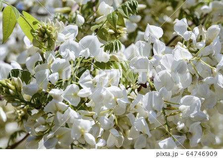 白い藤 白い藤 64746909