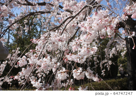 堺市大仙公園の桜 堺市大仙公園の桜 64747247