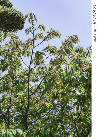 花びらの中心が赤く染まっていく、御衣黄桜（ギョイコウザクラ） 64747401