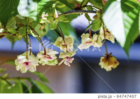花びらの中心が赤く染まっていく、御衣黄桜(ギョイコウザクラ) 花びらの中心が赤く染まっていく、御衣黄桜(ギョイコウザクラ) 64747407