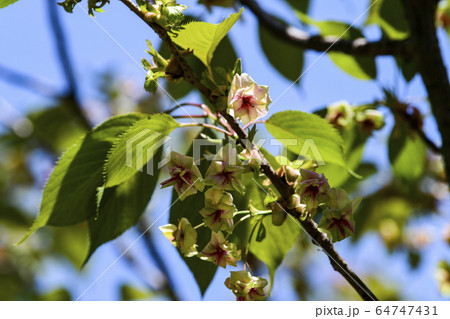 花びらの中心が赤く染まっていく、御衣黄桜（ギョイコウザクラ） 64747431