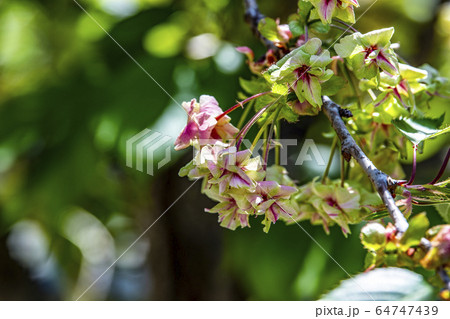 花びらの中心が赤く染まっていく、御衣黄桜（ギョイコウザクラ） 64747439
