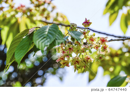 花びらの中心が赤く染まっていく、御衣黄桜(ギョイコウザクラ) 花びらの中心が赤く染まっていく、御衣黄桜(ギョイコウザクラ) 64747440