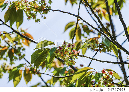 花びらの中心が赤く染まっていく、御衣黄桜(ギョイコウザクラ) 花びらの中心が赤く染まっていく、御衣黄桜(ギョイコウザクラ) 64747443