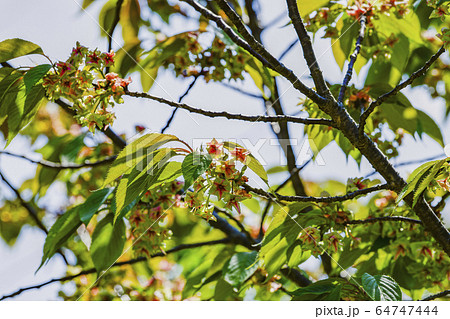 花びらの中心が赤く染まっていく、御衣黄桜（ギョイコウザクラ） 64747444