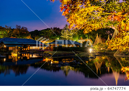 愛知県　名古屋市　白鳥庭園の雪吊り　夕景　紅葉のライトアップ 64747774