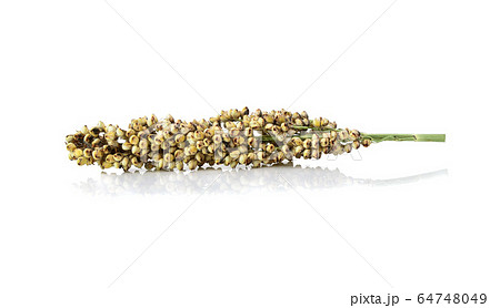 sorghum isolated on white background sorghum isolated on white background 64748049