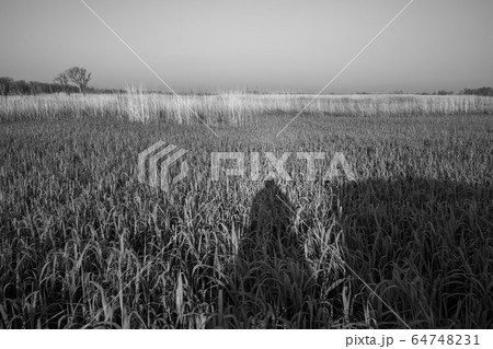 渡良瀬遊水地　モノクローム 64748231