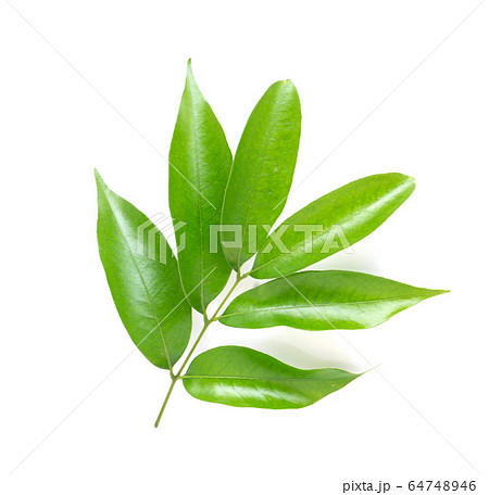 Lychee leaf isolated on white background 64748946