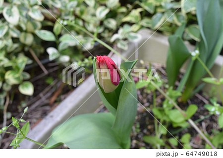 開花前のチューリップ 開花前のチューリップ 64749018
