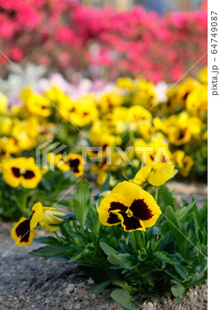 春の花だんその1 64749087