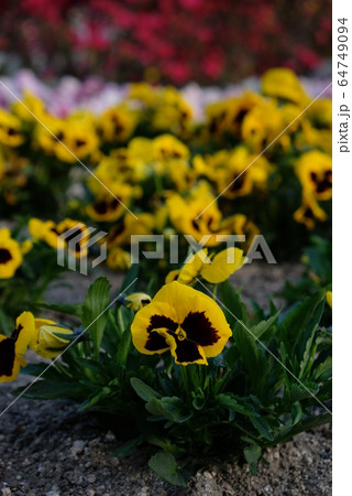 春の花だんその3 春の花だんその3 64749094