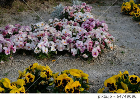 春の花だんその4 64749096