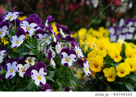 春の花だんその10 春の花だんその10 64749102