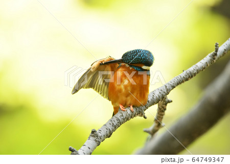 カワセミ4197 64749347