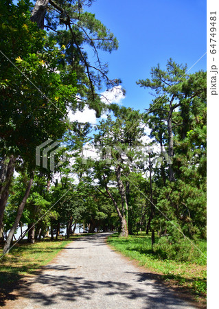 天橋立と周辺の風景 天橋立と周辺の風景 64749481