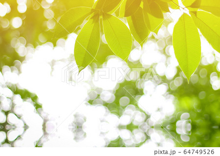 Leaves with bokeh as the background. Leaves with bokeh as the background. 64749526