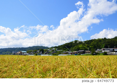 阿蘇海周辺の水田風景 阿蘇海周辺の水田風景 64749773