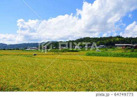 阿蘇海周辺の水田風景 64749775