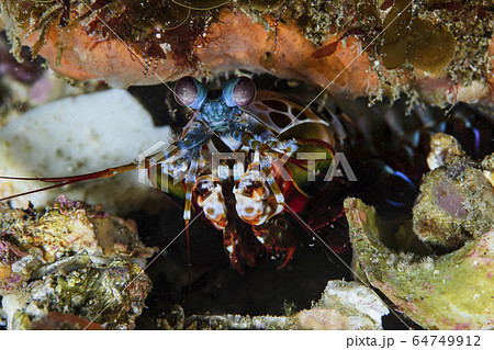 海の綺麗な生き物 モンハナシャコ 海の綺麗な生き物 モンハナシャコ 64749912