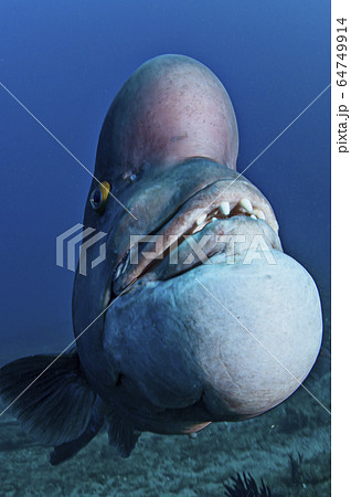 不細工なコブダイ魚の顔の写真素材