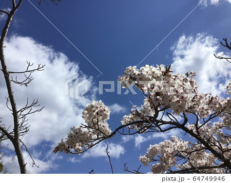 ソメイヨシノと空 ソメイヨシノと空 64749946