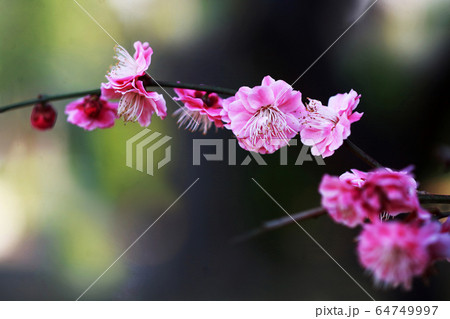 梅　唐梅の花 64749997
