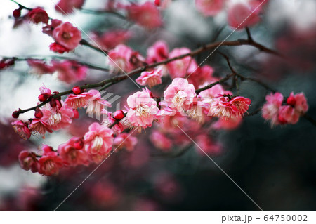 梅　唐梅の花 64750002