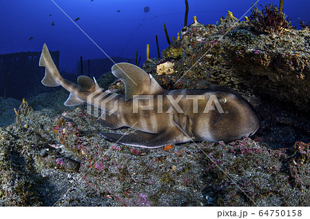 眠るネコザメ 眠るネコザメ 64750158