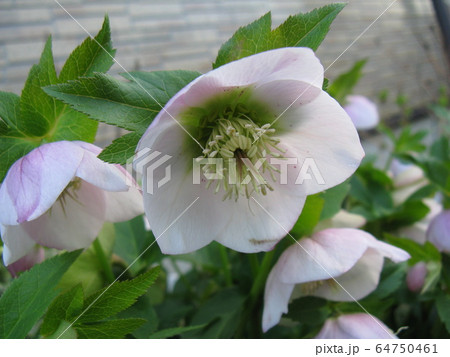 冬の花が少ない時期に ,けなげに花を咲かせる常緑の植物です 冬の花が少ない時期に ,けなげに花を咲かせる常緑の植物です 64750461