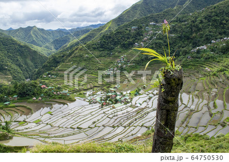 Btad rice terraces bulul 64750530