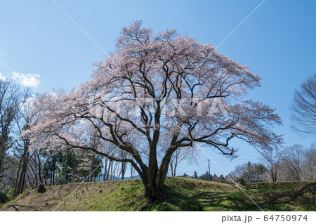 エドヒガンザクラ　　鉢形城公園　寄居町 64750974