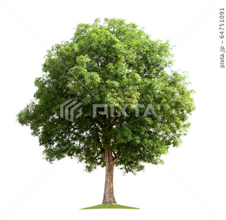 big tree isolate on white background 64751091