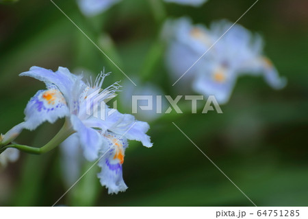 日陰に咲く 64751285