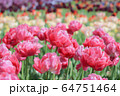 チューリップ 64751464