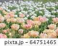 チューリップ 64751465