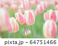 チューリップ 64751466