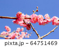 桜 64751469