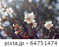 桜 64751474