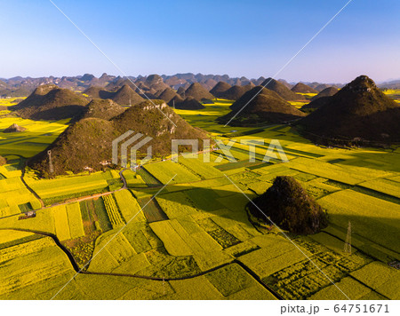 Yellow rapeseed (canola) flower field in spring, Yellow rapeseed (canola) flower field in spring, 64751671