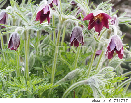 オキナ草 オキナ草 64751737