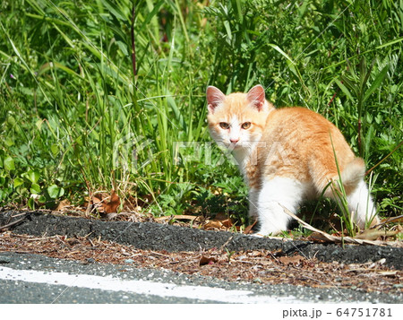 子猫・野良猫・おしり 64751781