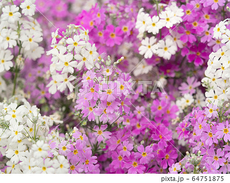 プリムラの花 プリムラの花 64751875