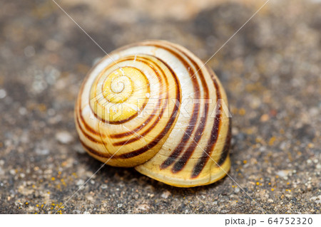 Empty Abandoned Conch Snail Shell の写真素材