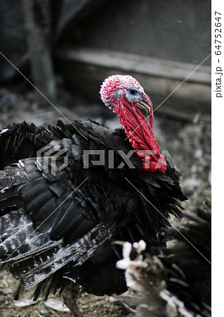 Portrait of a turkey. Domestic bird. Farm 64752647