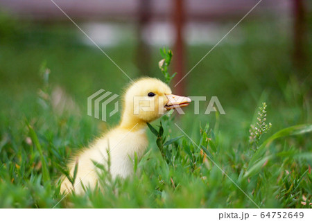 Portrait of a cute yellow duckling. Domestic bird 64752649
