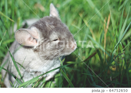 Little gray chinchilla walks on the street on 64752650